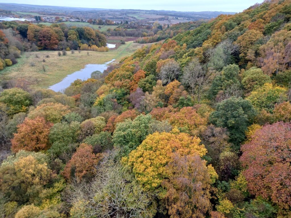 high view of wooded hillside