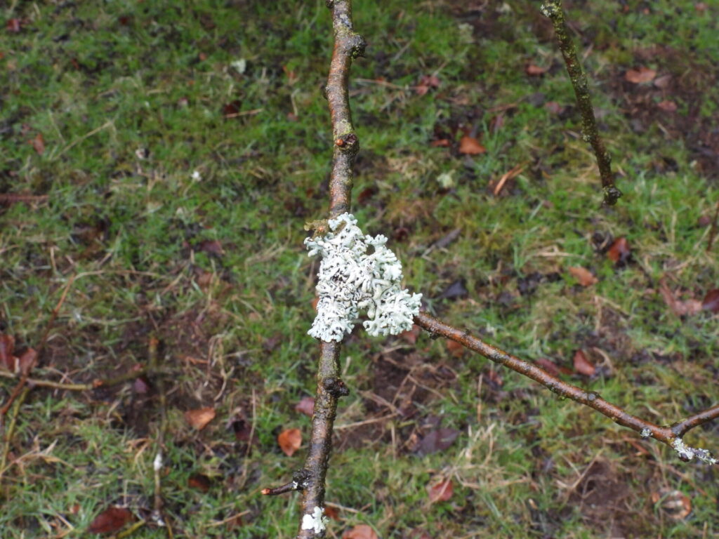 lichen on a tree branch
