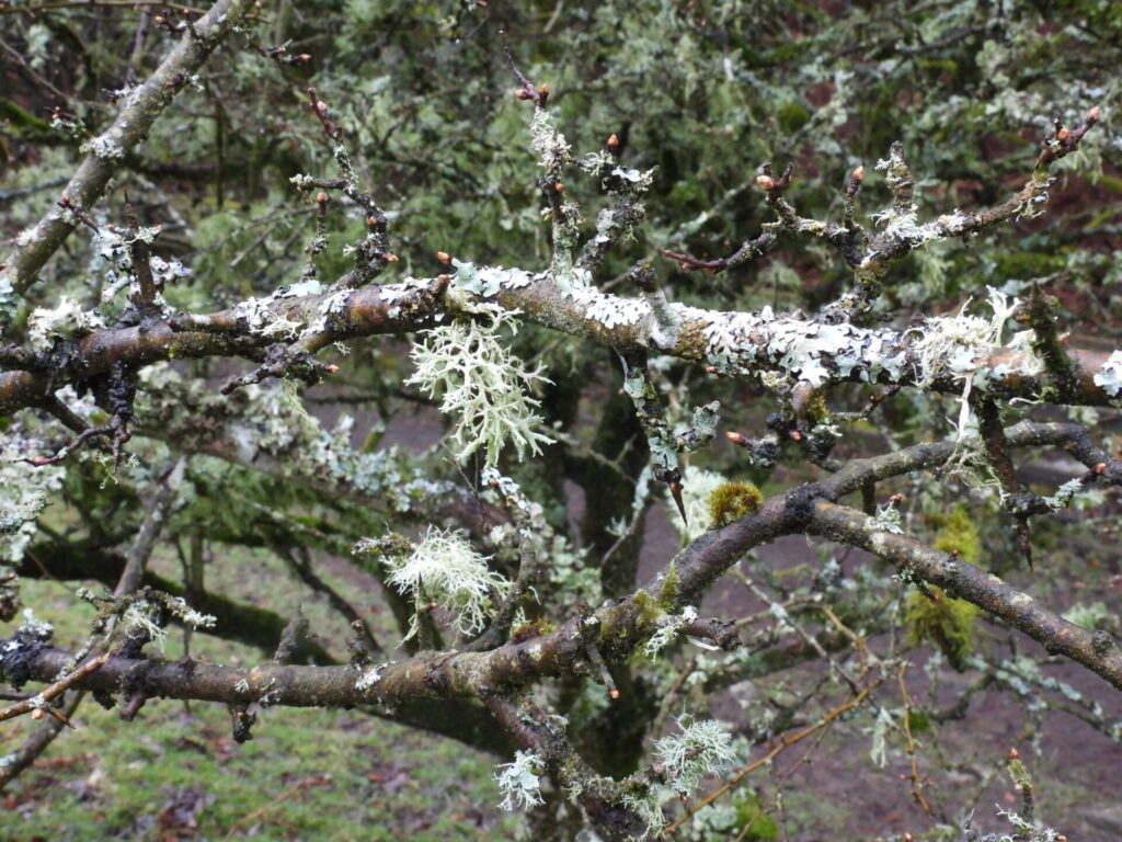 lichen on a tree branch