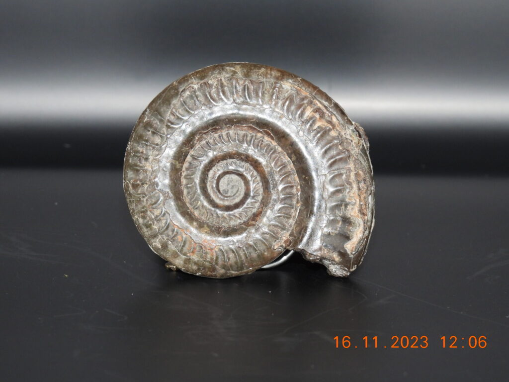 glass ammonite