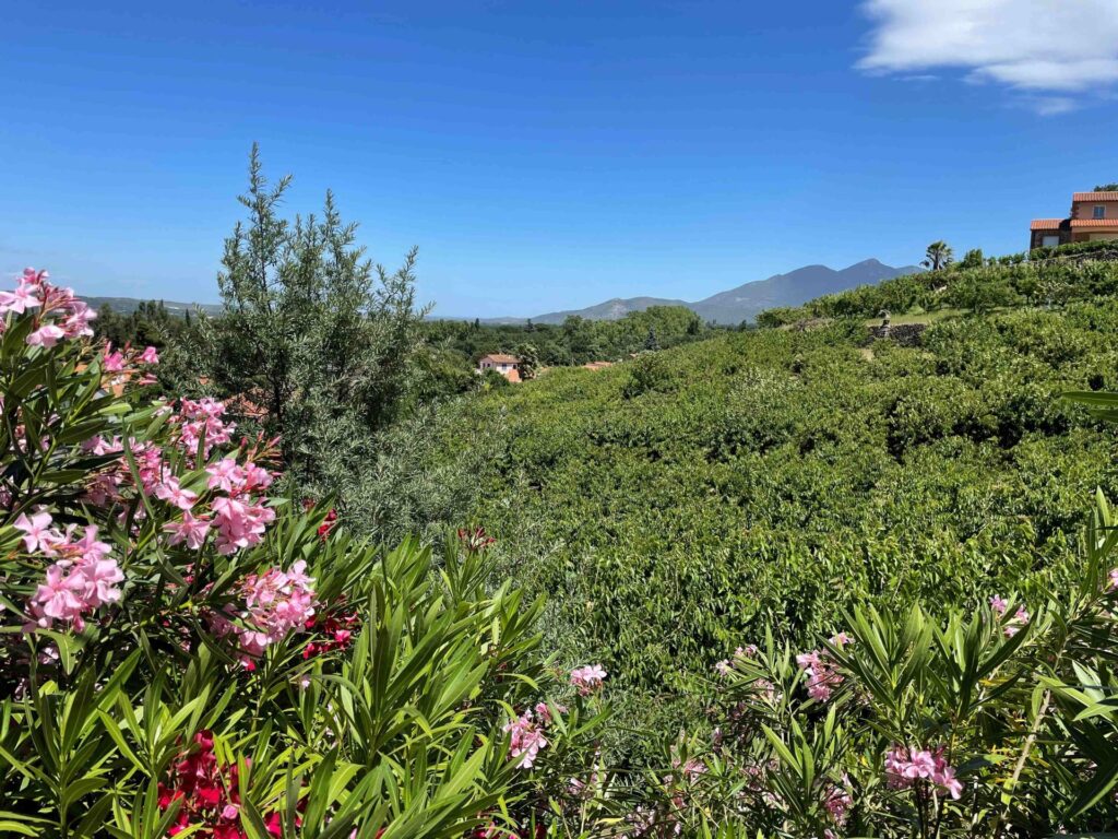 countryside in Ceret France