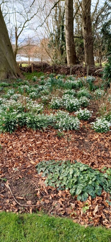 Snowdrops and the lake