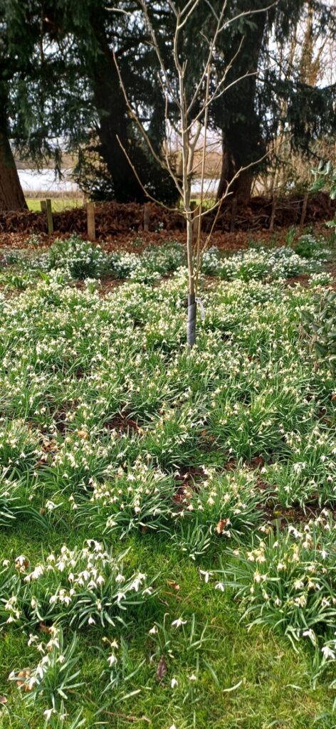 Snowdrops and the Kiplin lake