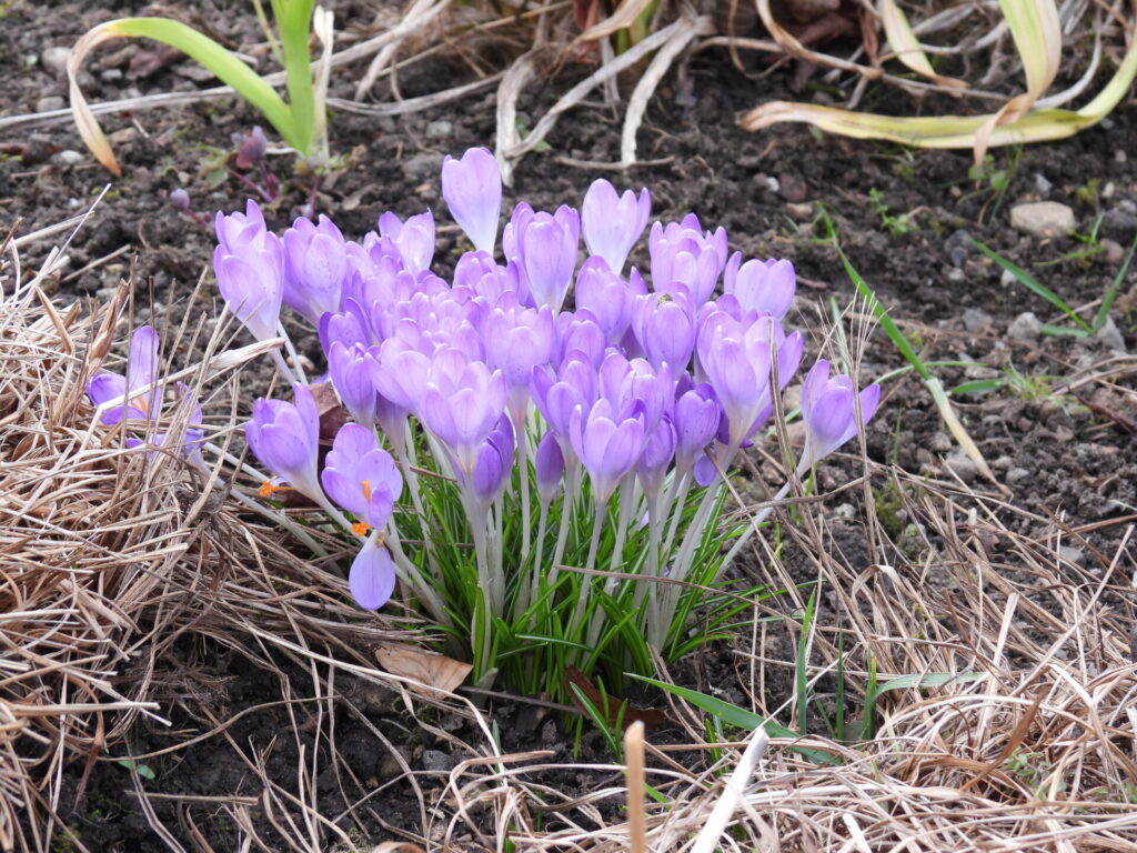 Purple crocus