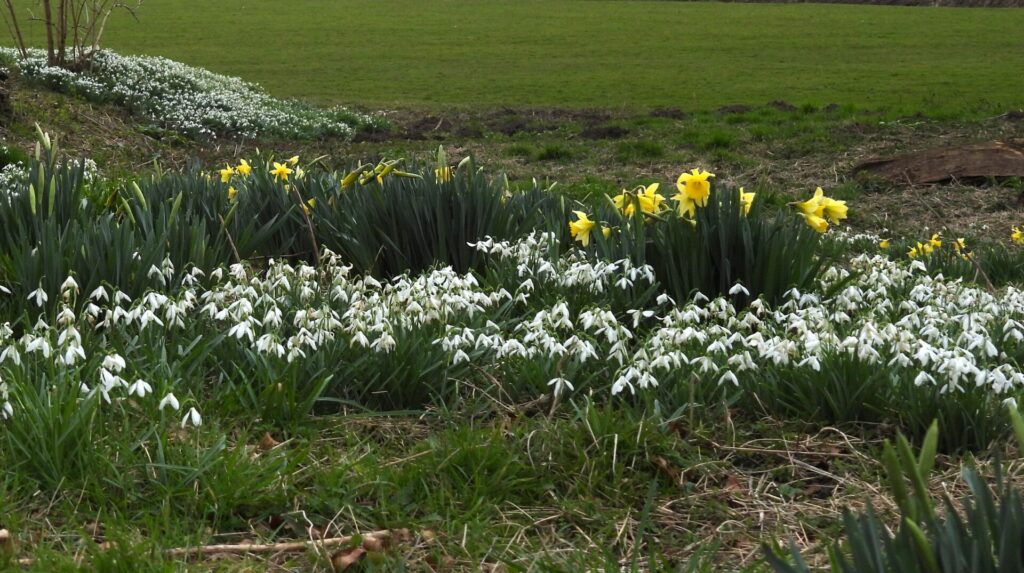 Snowdrops and daffodils