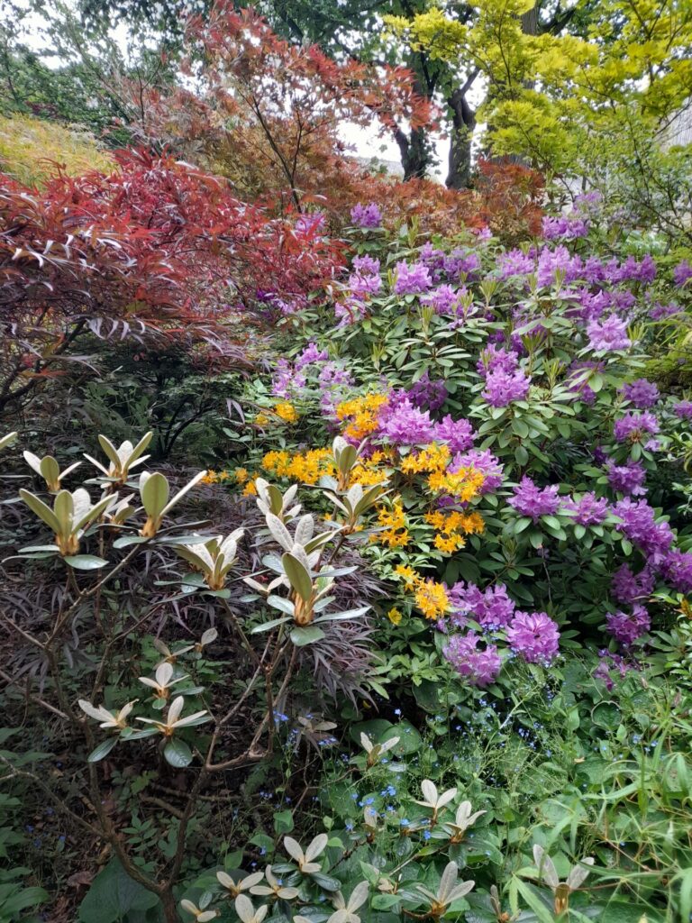 Azaleas at Oliver Ford garden